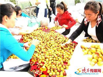 十年磨礪，沙地生金 從大荔冬棗到黃驊冬棗的產業名片之路